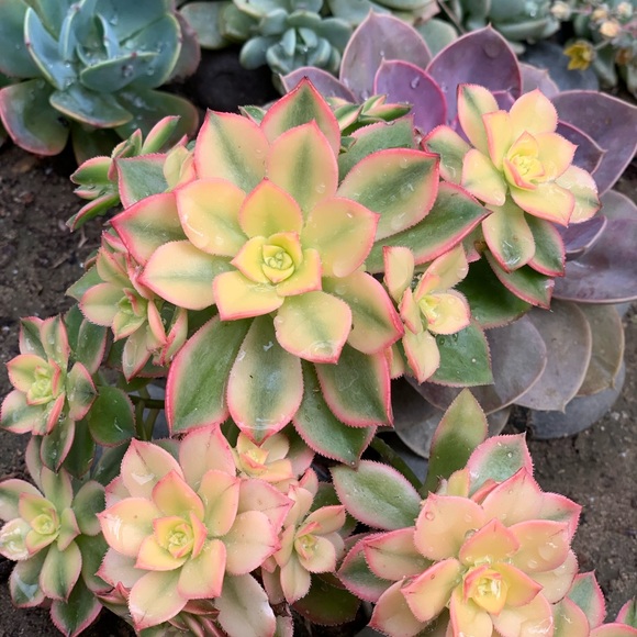 elliesclosetco